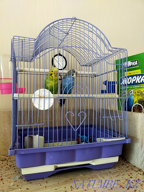 Budgerigar Astana - photo 1