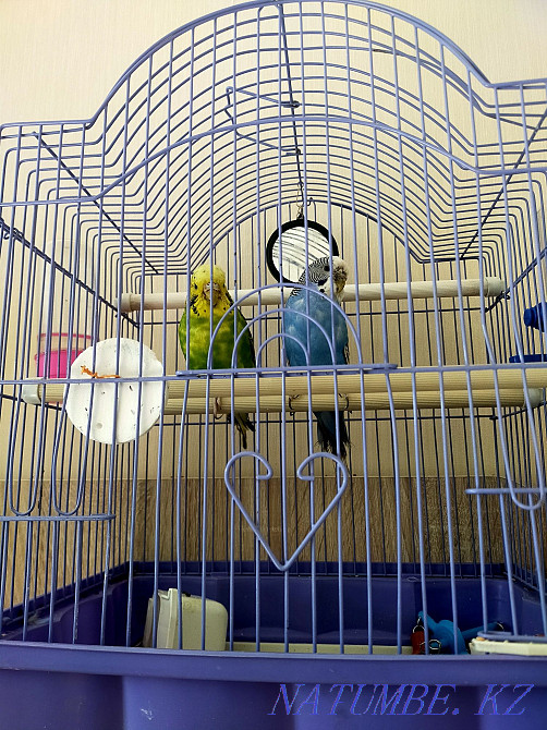 Budgerigar Astana - photo 2