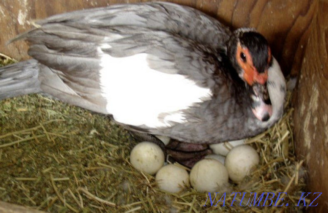 eggs for incubation. Ush-Tyube - photo 1