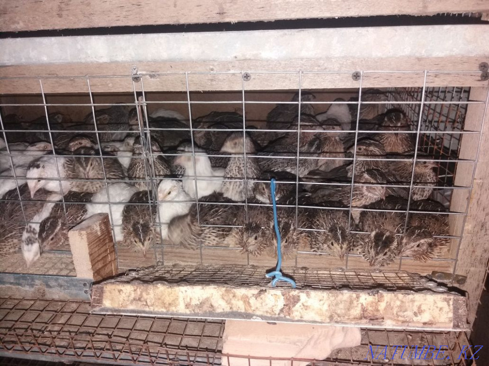 Bodene 1 aylyk urgently satylad Shymkent - photo 1