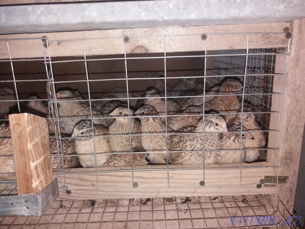 Bodene 1 aylyk urgently satylad Shymkent - photo 3