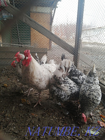 Chickens of the Pushkin breed  - photo 1