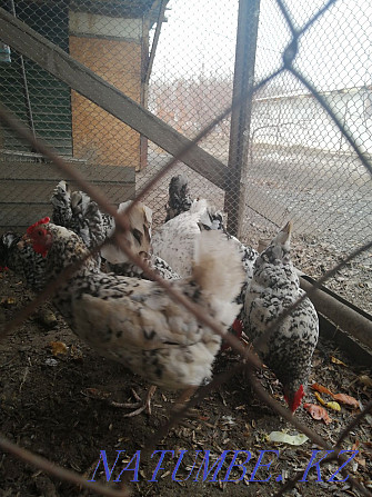 Chickens of the Pushkin breed  - photo 2