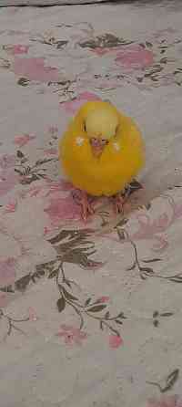 Волнистый попугай желтого цвета Шымкент