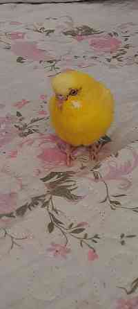 Волнистый попугай желтого цвета Shymkent