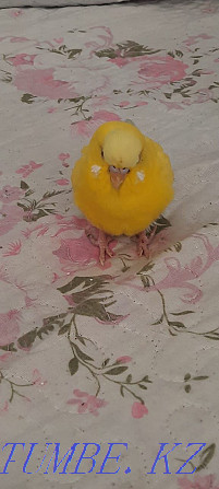 yellow budgerigar Shymkent - photo 2