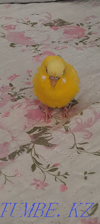 Budgerigar зард Шымкент - photo 2