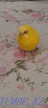 yellow budgerigar Shymkent - photo 1