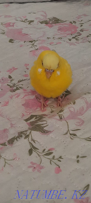yellow budgerigar Shymkent - photo 2