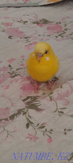 yellow budgerigar Shymkent - photo 3