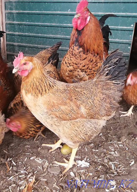 Hatching egg of the Kuchin breed  - photo 1