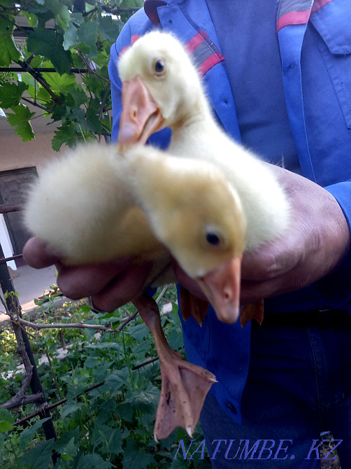 ?az balapandaryy  - photo 1