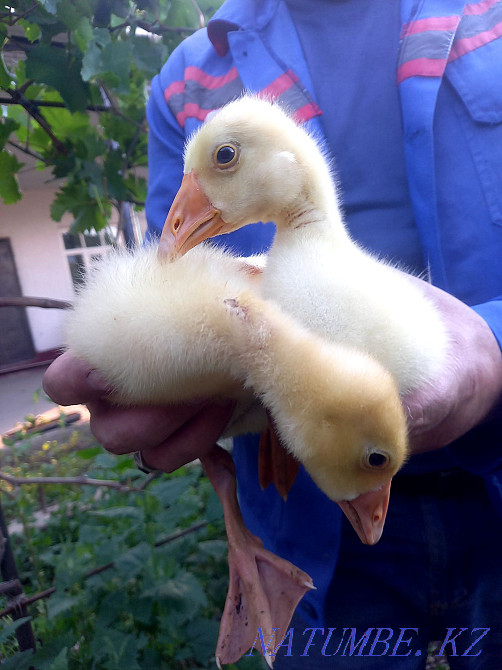 ?az balapandaryy  - photo 2