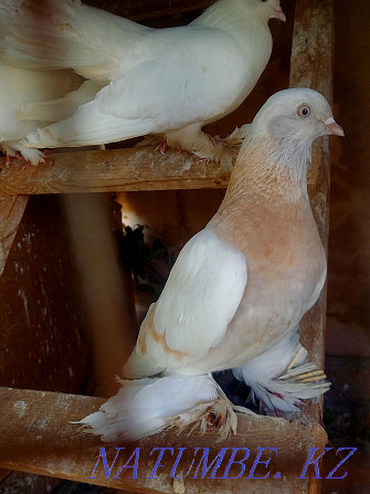 Pair of peacocks for sale  - photo 3