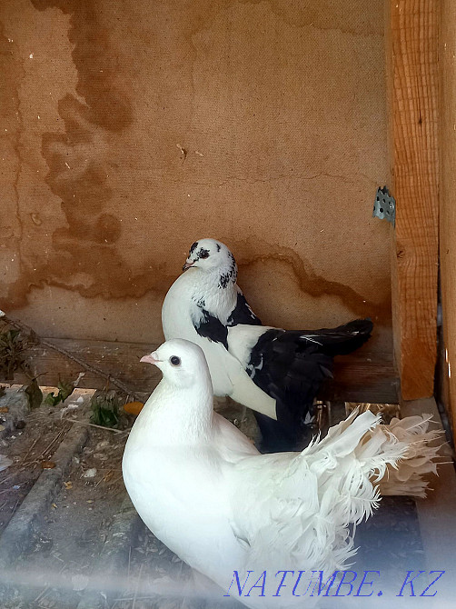 Продам пара павлинов  - изображение 1