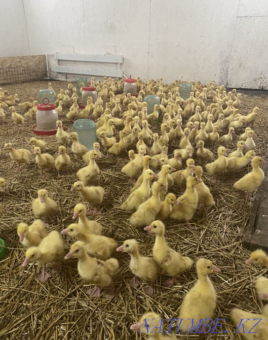Гусята Оптом Башкортостан Кокшетау - изображение 1