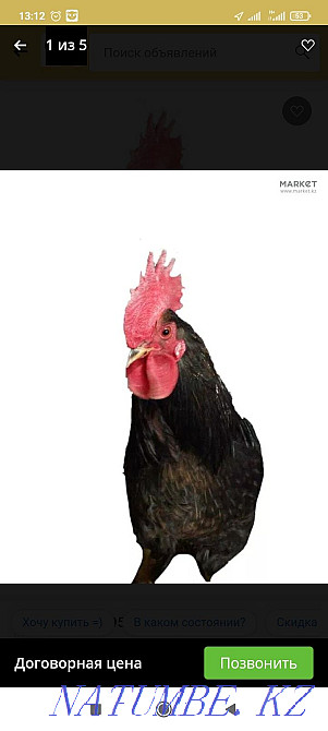 Rooster hen on rituals Almaty - photo 1