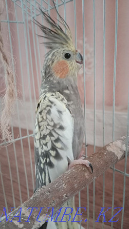 Parrot Carella Ust-Kamenogorsk - photo 1