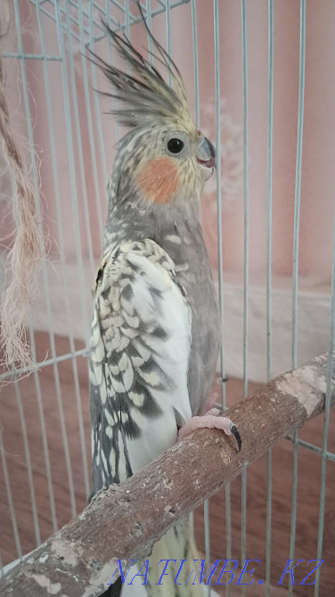 Тотықұс Карелла  Өскемен - изображение 1