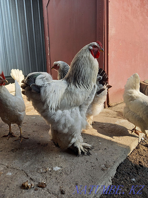 Петух брам продам Есик - изображение 5