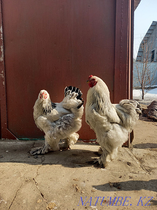 Петух брам продам Есик - изображение 4