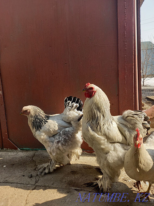 Петух брам продам Есик - изображение 3