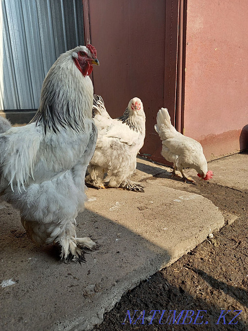 Петух брам продам Есик - изображение 1