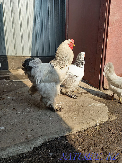 Петух брам продам Есик - изображение 2
