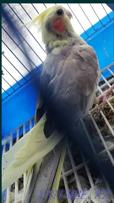 Manual parrot breed Corella Corela Karagandy - photo 1