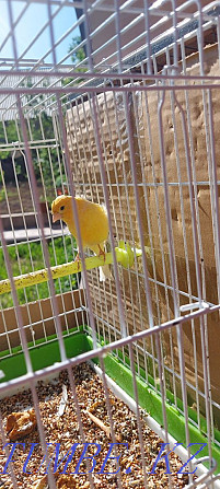 Canary male Кайтпас - photo 2