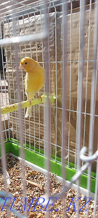 Canary male Кайтпас - photo 1