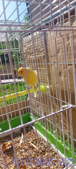 Канарейка самец Кайтпас - изображение 2