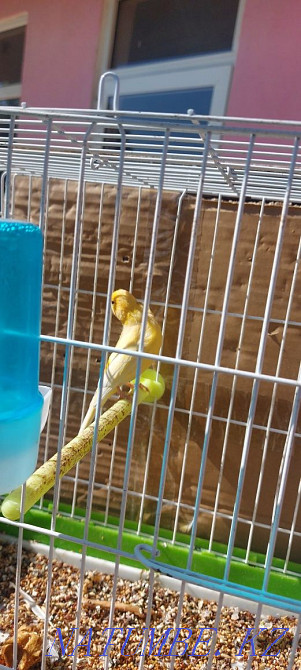 Канарейка самец Кайтпас - изображение 4