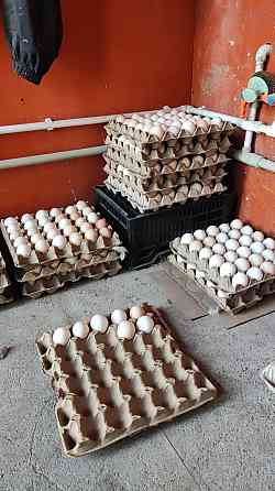 Оптовые продажи утиного инкубационное яйцо  Орал