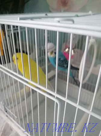 budgerigars Temirtau - photo 4