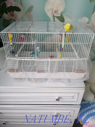 budgerigars Temirtau - photo 5