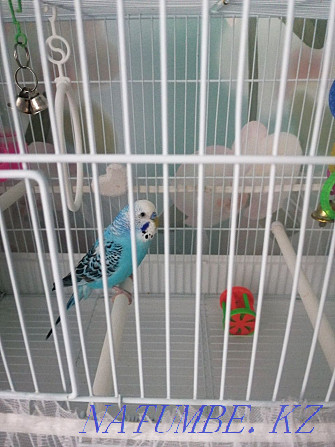 budgerigars Temirtau - photo 3