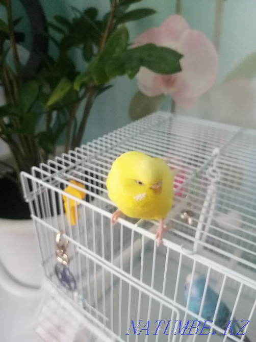 Волнистые попугаи Темиртау - изображение 1