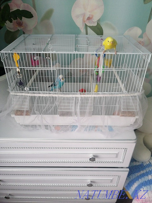 Волнистые попугаи Темиртау - изображение 5