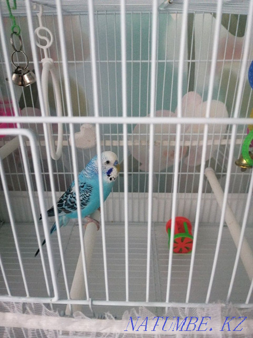 Волнистые попугаи Темиртау - изображение 3