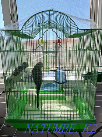 Волнистые попугай Атырау - изображение 1
