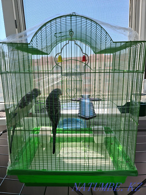 Wavy parrot Atyrau - photo 1