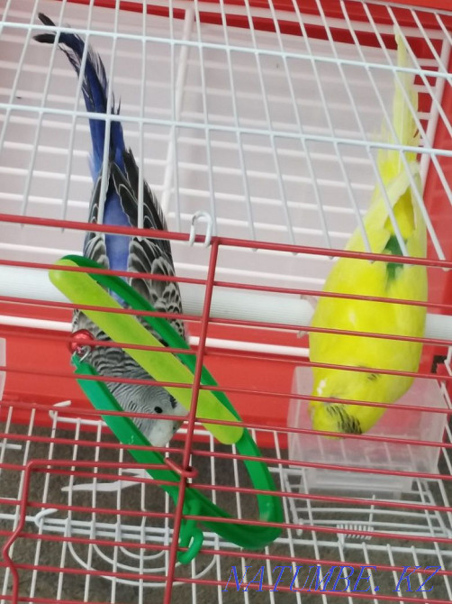 parrot for sale with cage Taraz - photo 2