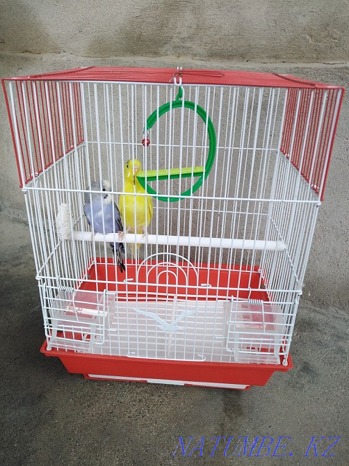 parrot for sale with cage Taraz - photo 4