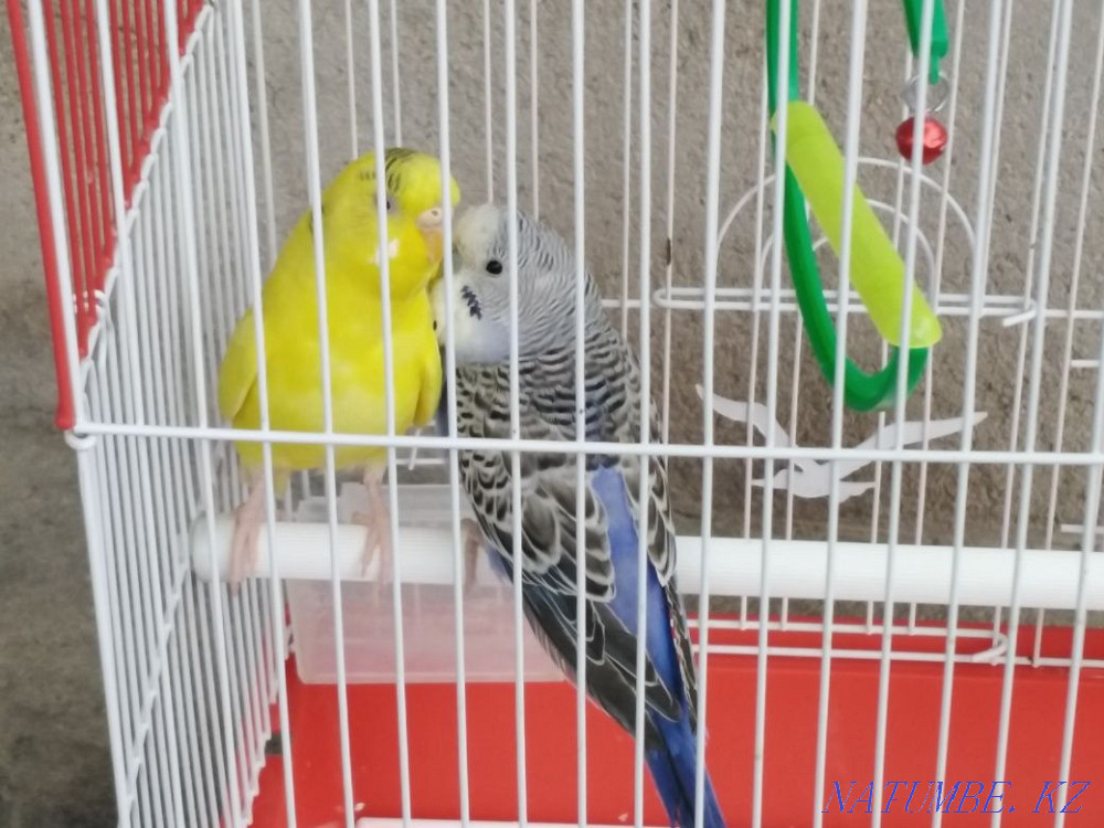 parrot for sale with cage Taraz - photo 1