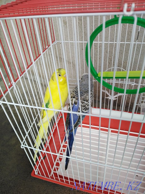 parrot for sale with cage Taraz - photo 3