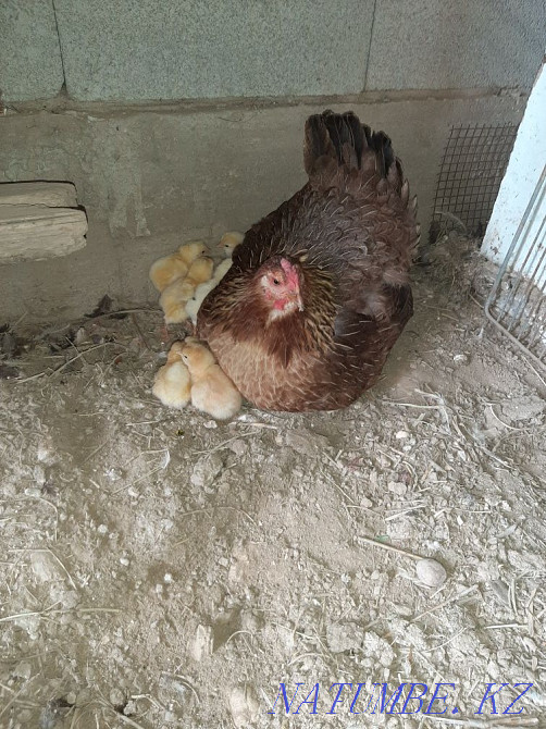 Квочка с цыплятами Нургиса Тлендиев - изображение 1