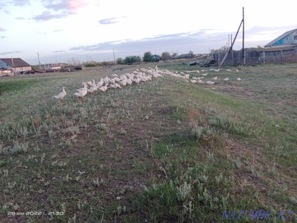 Linda geese hatching egg excellent 90+ Aqtobe - photo 1