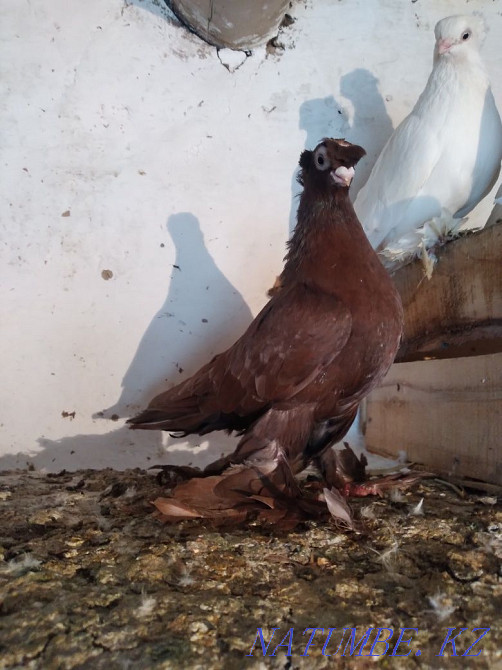 Өзбек көгершіндерін сатамын  - изображение 3