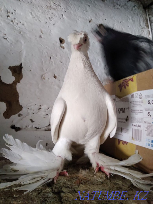 Өзбек көгершіндерін сатамын  - изображение 4